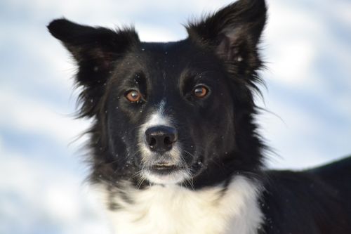 dog border collie winter picture