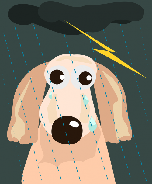 dog homeless lightening