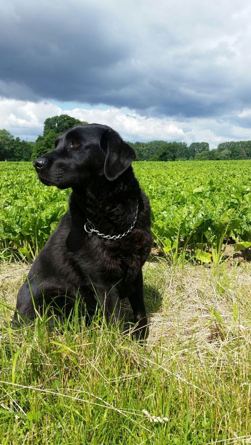 dog field summer