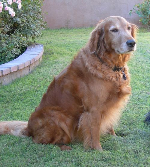 dog golden retriever canine