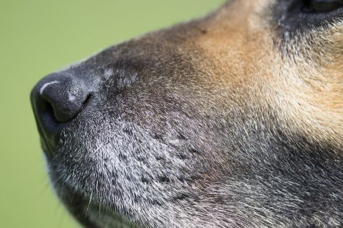 dog sear detail