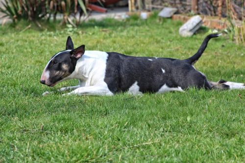 dog bull terrier blackbrindle