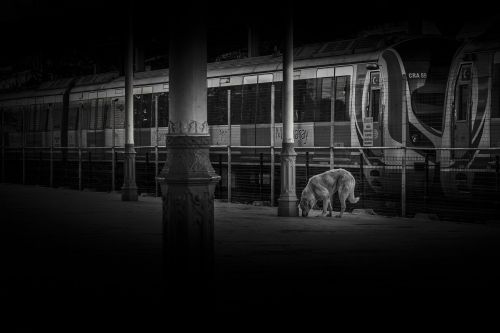 dog train station