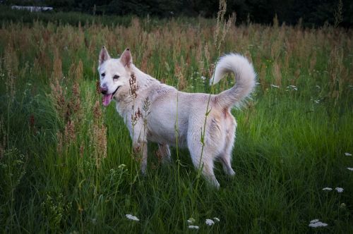 dog white meadow