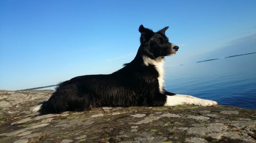 dog border collie cliff