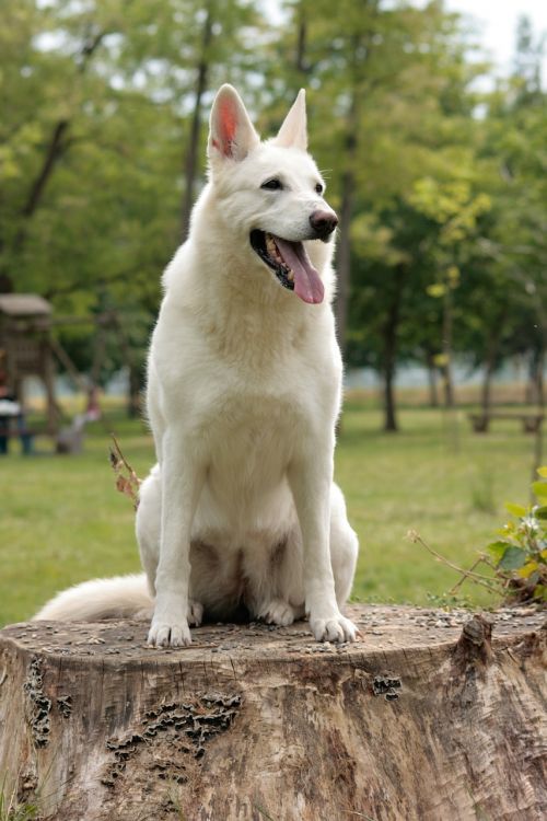 dog white shepherd swiss white shepherd