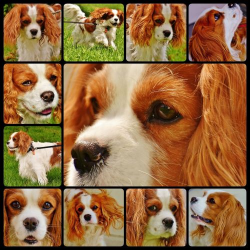 dog cavalier king charles spaniel collage