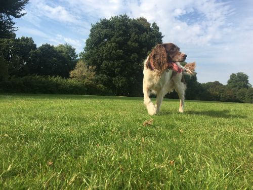 dog grass walk