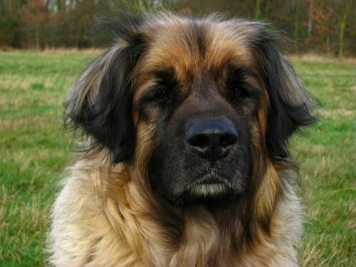 dog leonberger animal