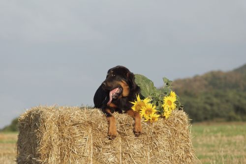 dog mastiffs hay