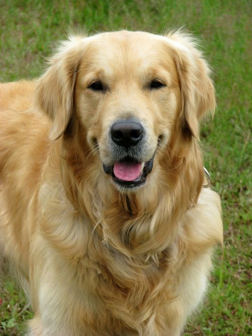 dog golden retriever golden