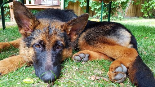 dog enjoy the sun snout