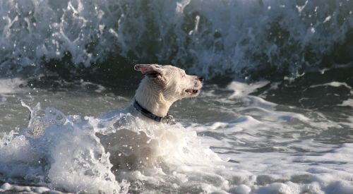 dog water sea