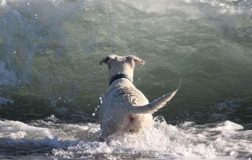 dog water water wall