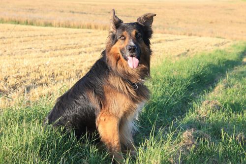 dog schäfer dog german shepherd