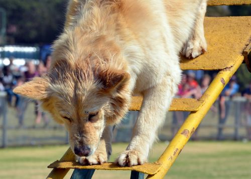 dog training climbing