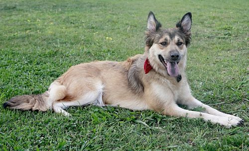 dog belgian shepherd canine