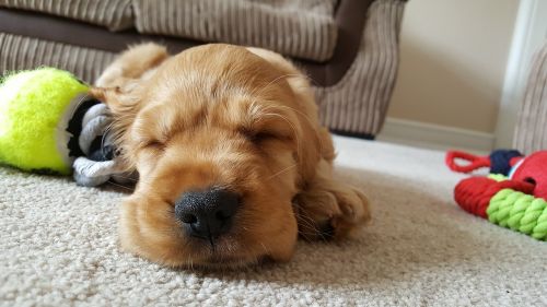 dog golden sleep