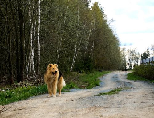 dog village road