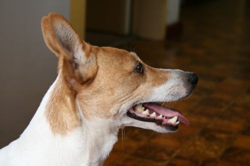 dog profile jack russell