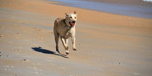dog fetching ball beach