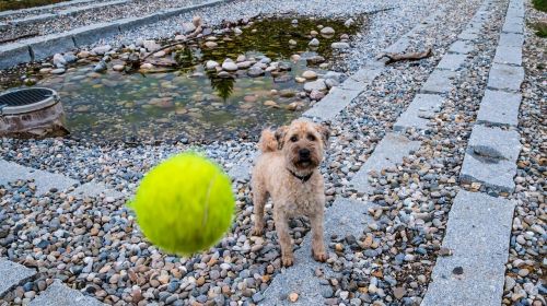 dog ball play