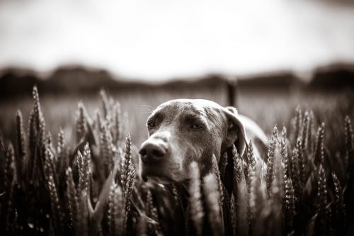 dog labrador meadow