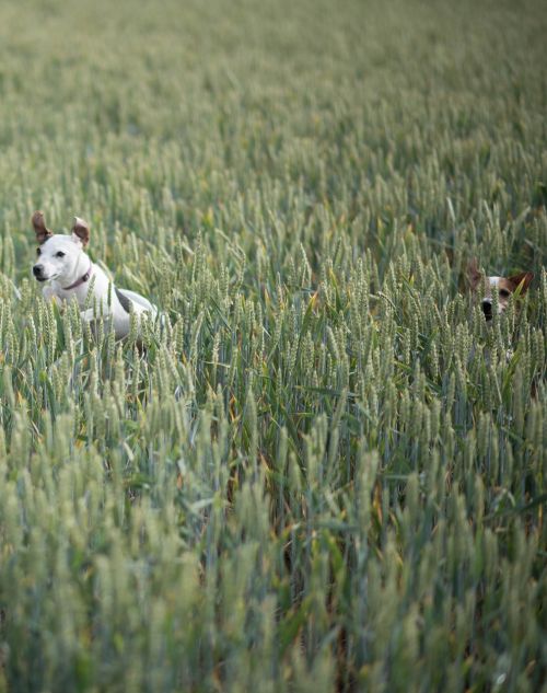dog meadow terrier