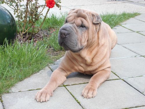 dog wrinkle dog shar pei