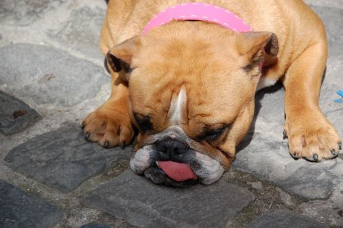bulldog dog tongue