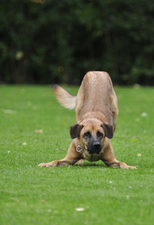 dog grass play