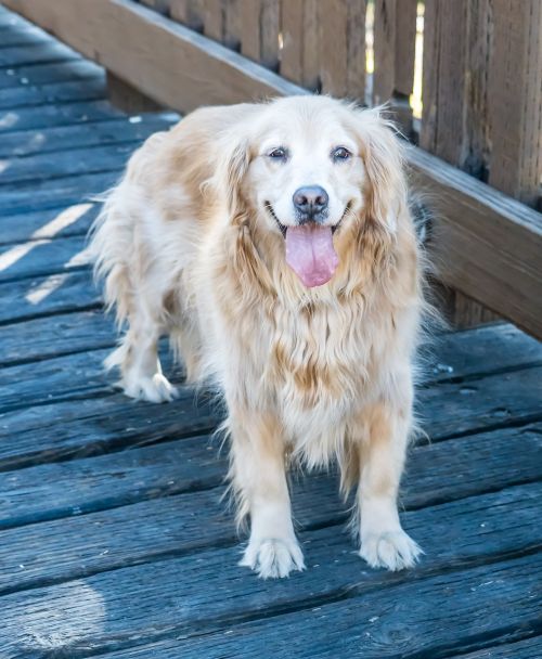 dog canine golden retriever