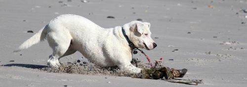 dog beach sea