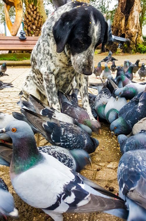 dog pigeon animal