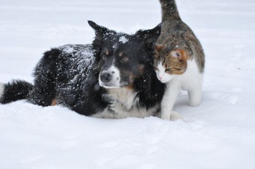 dog cat snow