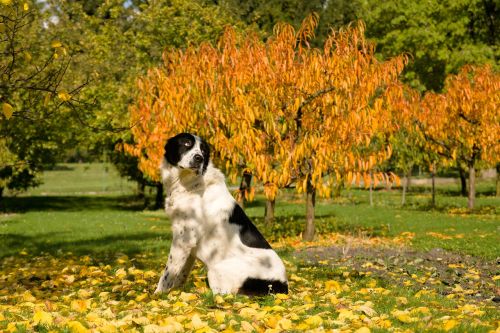 dog autumn středoasiat