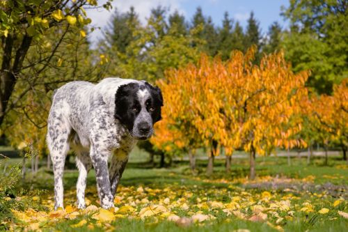 dog autumn tree