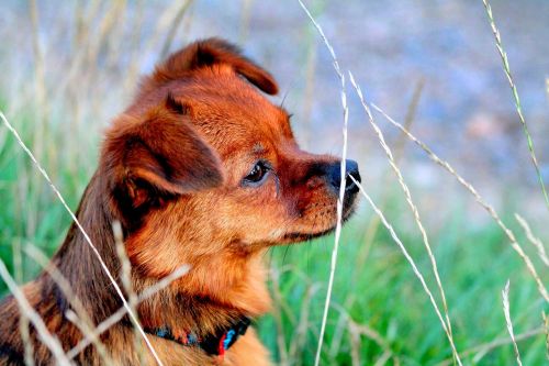 dog meadow dog on meadow