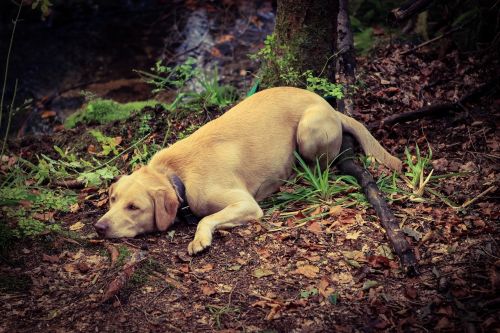 dog forest nature