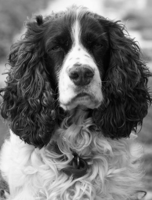 dog spaniel springer