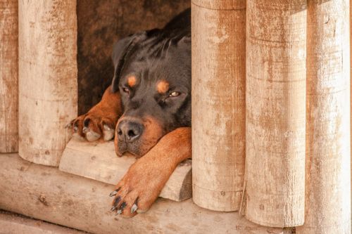 rottweiler dog sleep