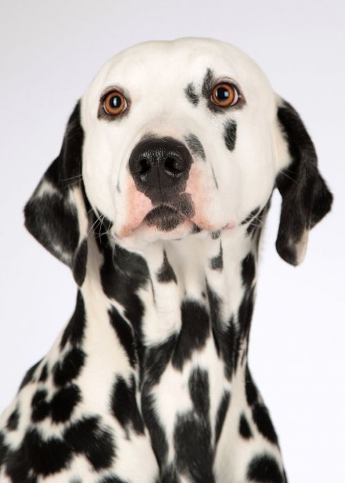 dog dalmatians animal portrait