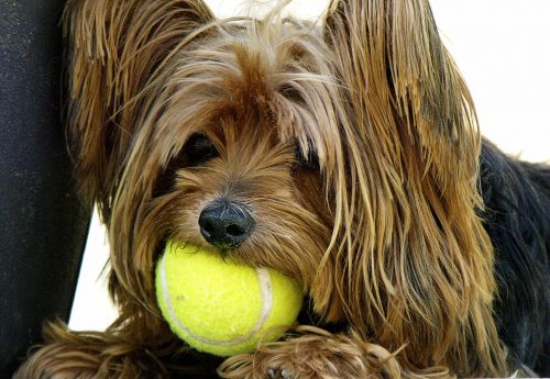 dog yorkshire terrier tennis ball