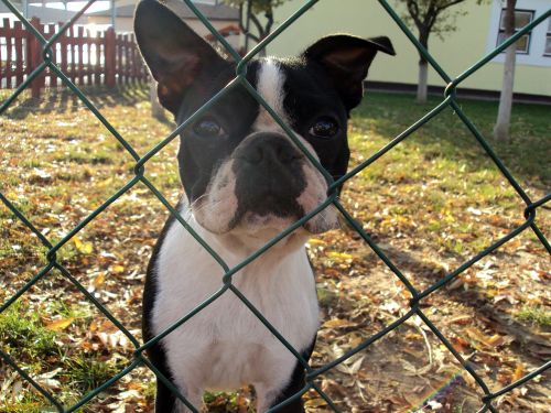 french bulldog dog fence