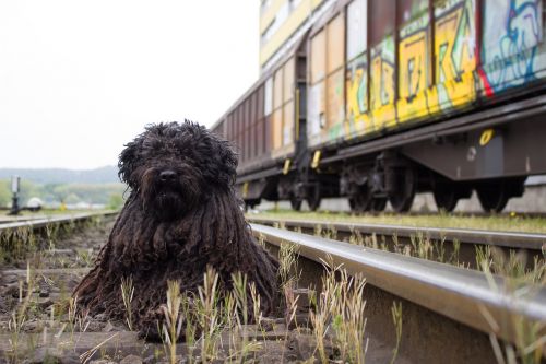 dog railway train