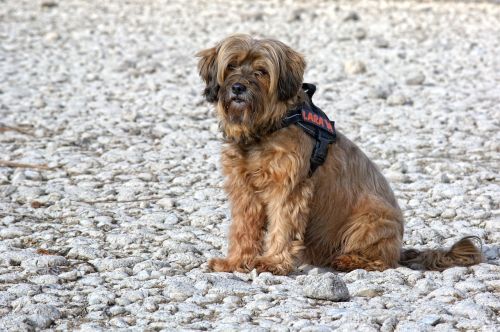 dog tibetan terrier sitting