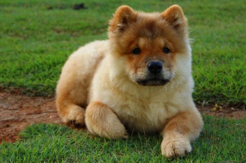 dog animal chow chow