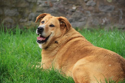 golden retriever dog grass