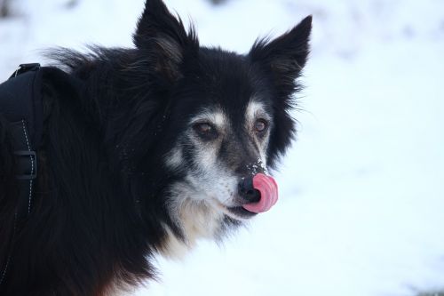dog border snow