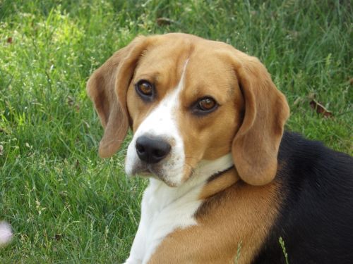 dog hd wallpaper beagle